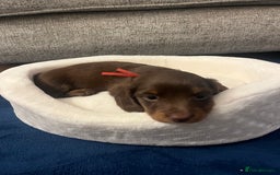 Miniature Dachshund dogs for sale: Long Haired Miniature Dachshunds Chocolate and Tan - Image 8