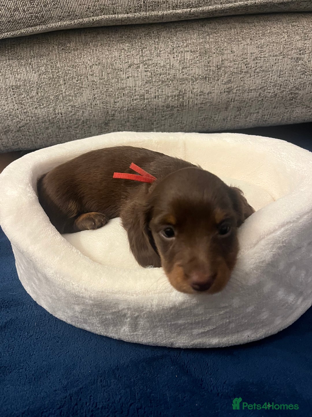 Miniature Dachshund dogs for sale: Long Haired Miniature Dachshunds Chocolate and Tan - Image 8