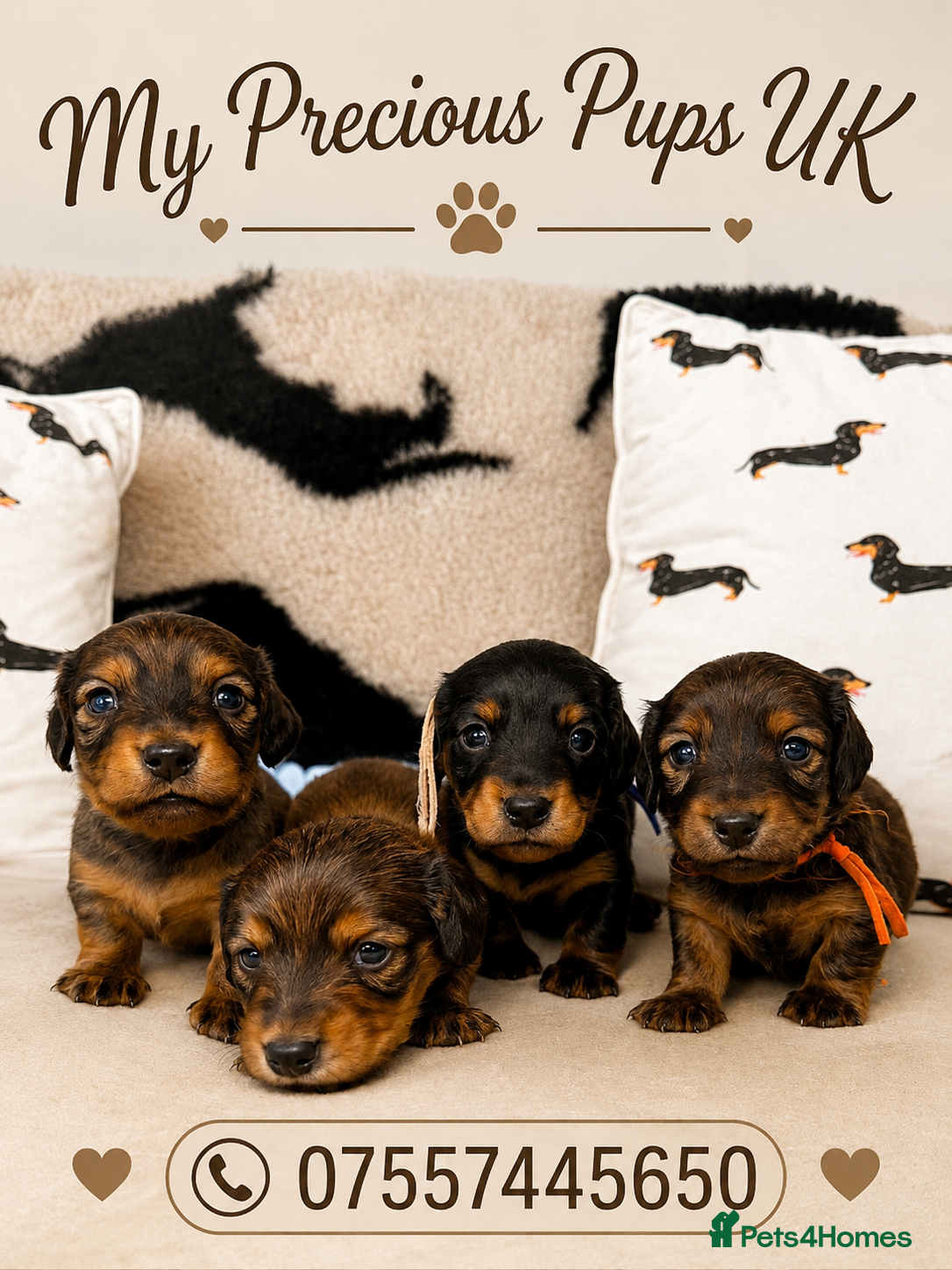 Miniature Dachshund dogs 🐾 KC Reg  LH  Mini shaded cream  Dachshund - Advert 2