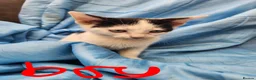 Mixed Breed cats for sale: Beautiful litter of mixed kittens  in Harpenden - Advert 15