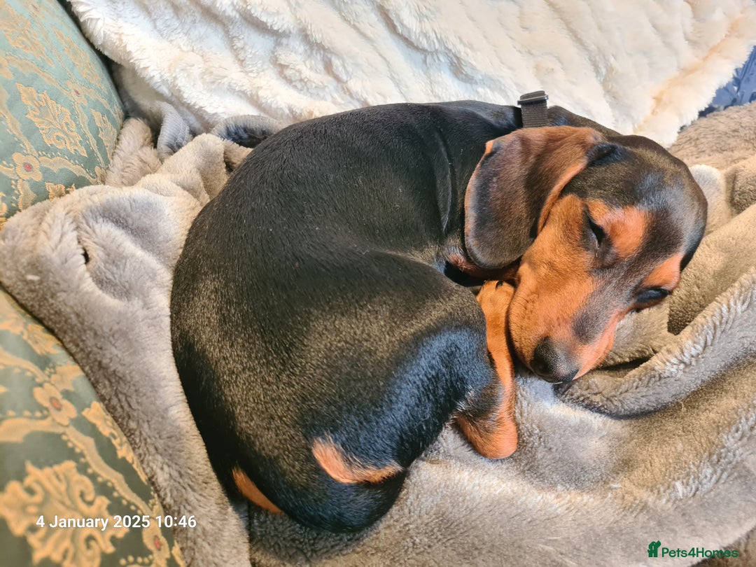 Miniature Dachshund dogs for stud: Miniature Dachshund  - Image 4