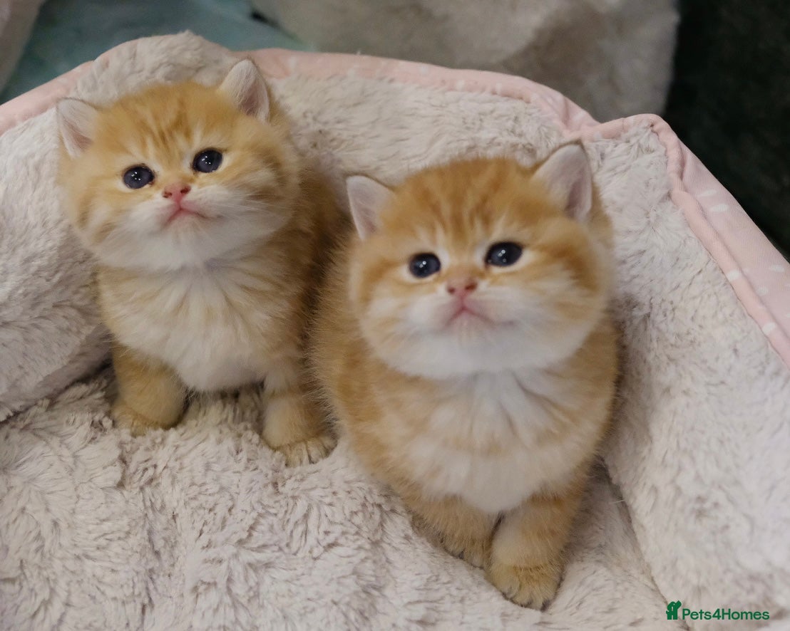British Shorthair cats Gorgeous BSH golden kittens pedigree TICA - Advert 14