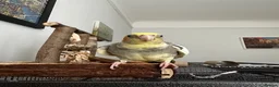 Cockatiels birds for sale: Sweet Hand-Tamed Cockatiel – Loving Home Wanted in London - Advert 3