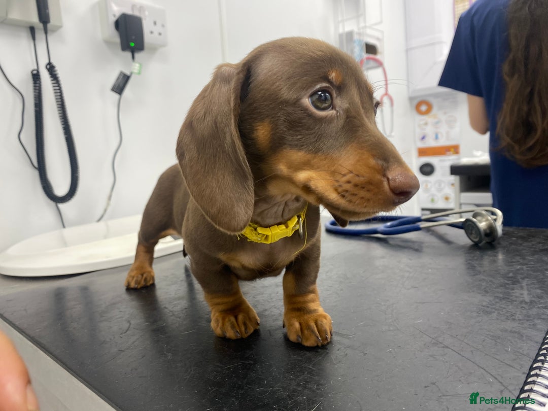 Miniature Dachshund dogs for sale: READY NOW PRA CLEAR DACHSHUND PUPPIES - Image 23