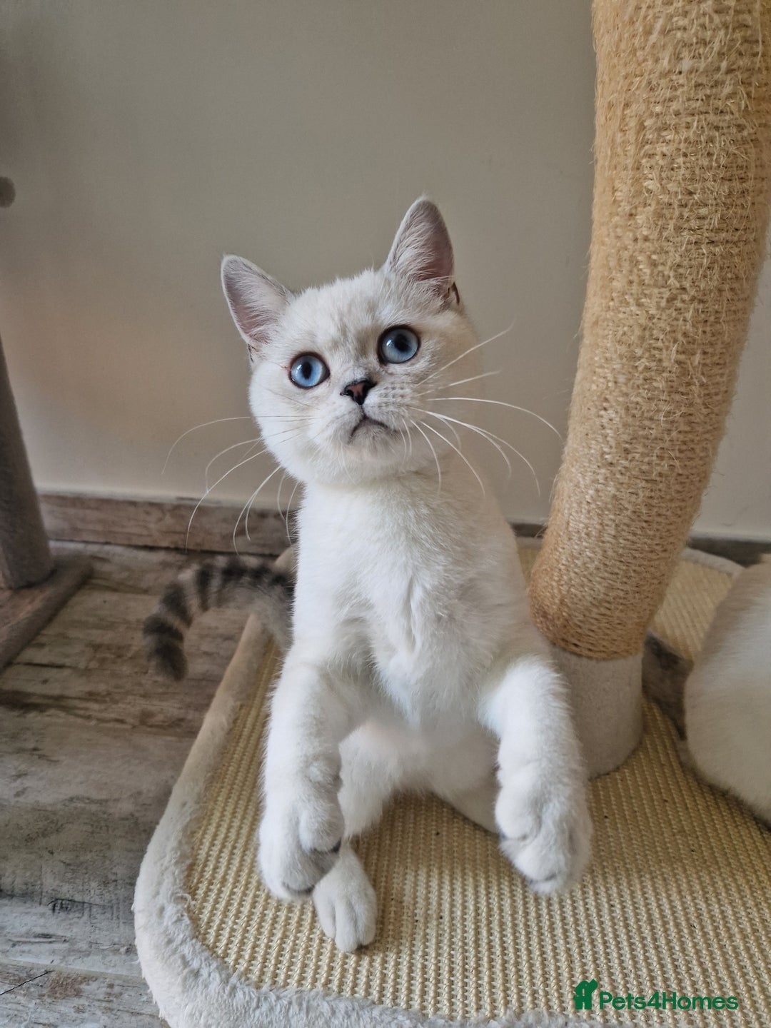 Scottish Fold cats for sale: Schotish straith and fold kittens😻 - Image 6