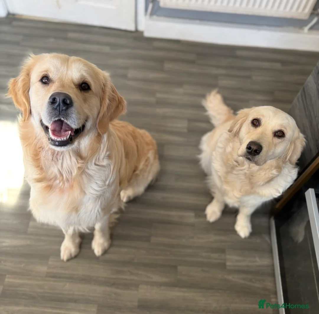 Golden Retriever dogs for sale: 3 Golden retriever boys  - Advert 2