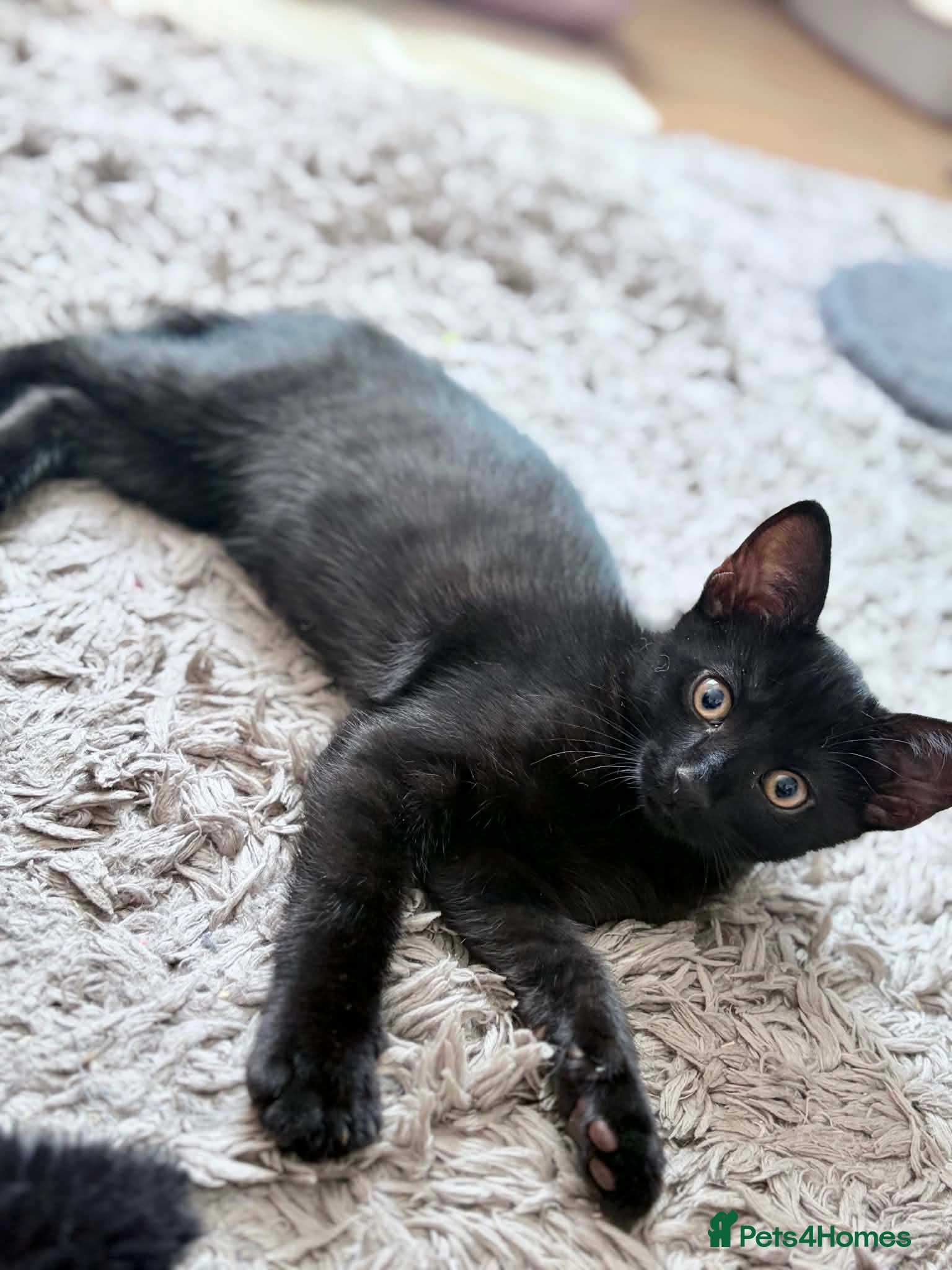 Mixed Breed cats Last kitten left  - Advert 8