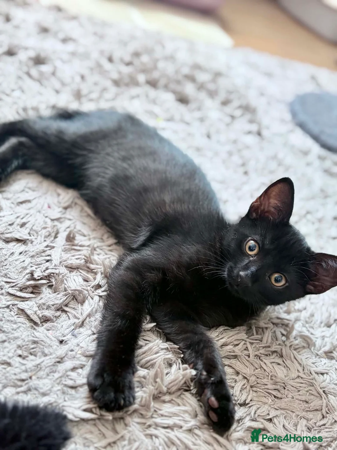 Mixed Breed cats for sale: Last kitten left  - Advert 1