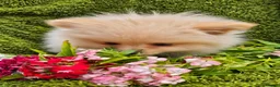 Pomeranian dogs for sale: Cream/peach pomeranian puppies - Advert 4
