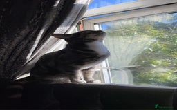 British Shorthair cats for sale: Misty is for salr - Image 5