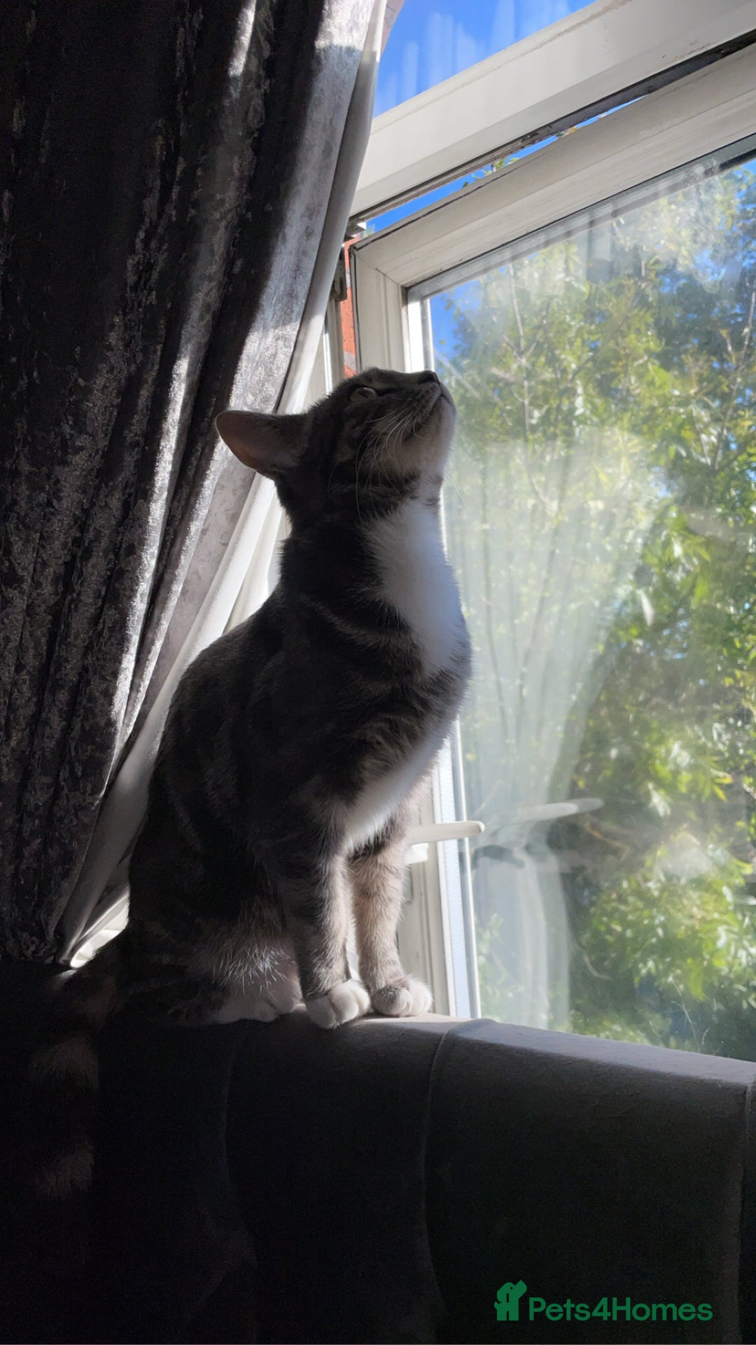 British Shorthair cats for sale: Misty is for salr - Image 5