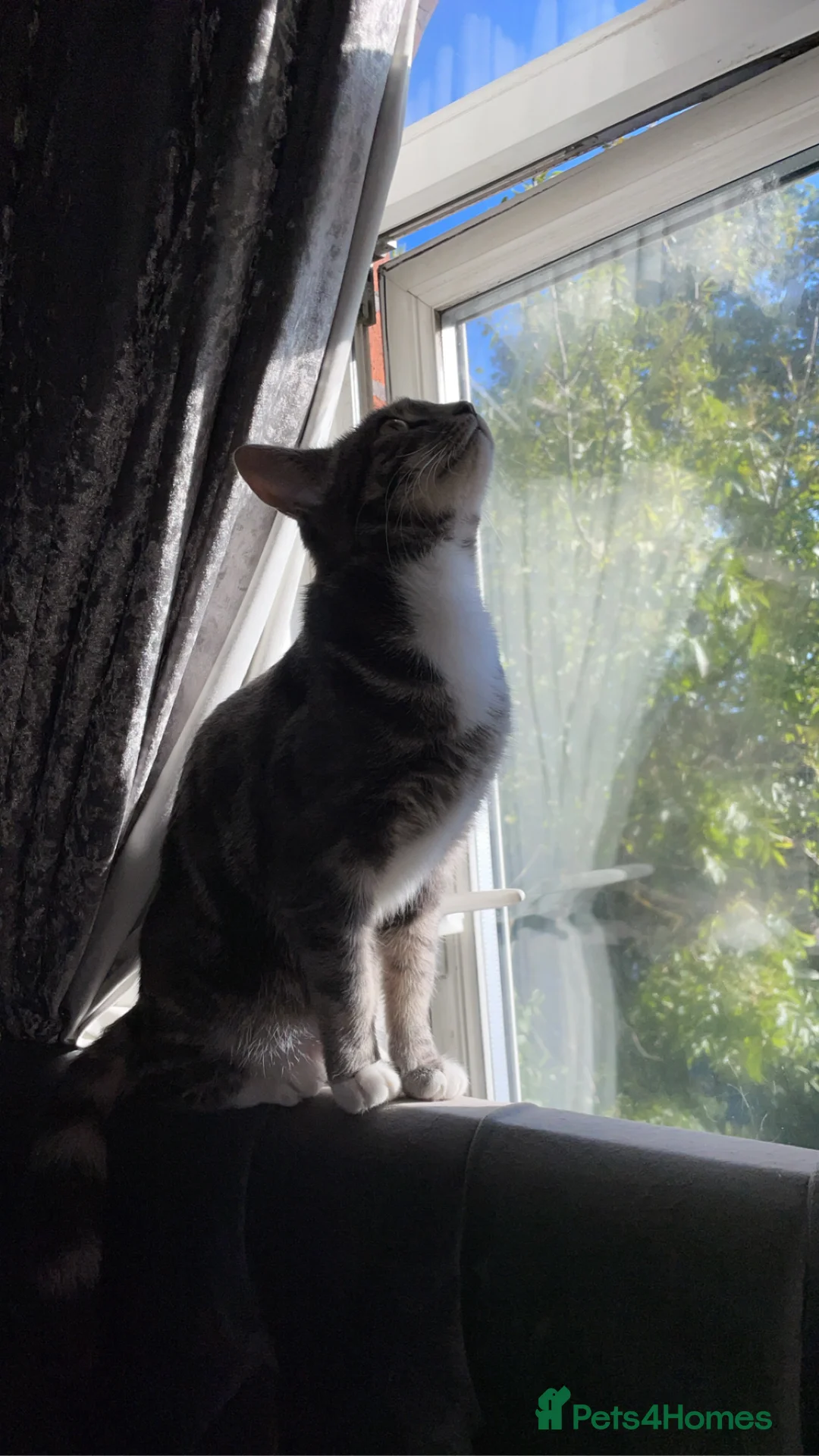 British Shorthair cats for sale: Misty is for sale - Advert 5