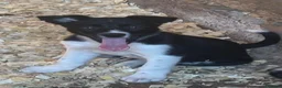 Border Collie dogs for sale: Border collie girl  - Advert 2