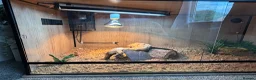 Bearded Dragon reptiles for sale: Bearded dragon  in Bicester - Advert 4