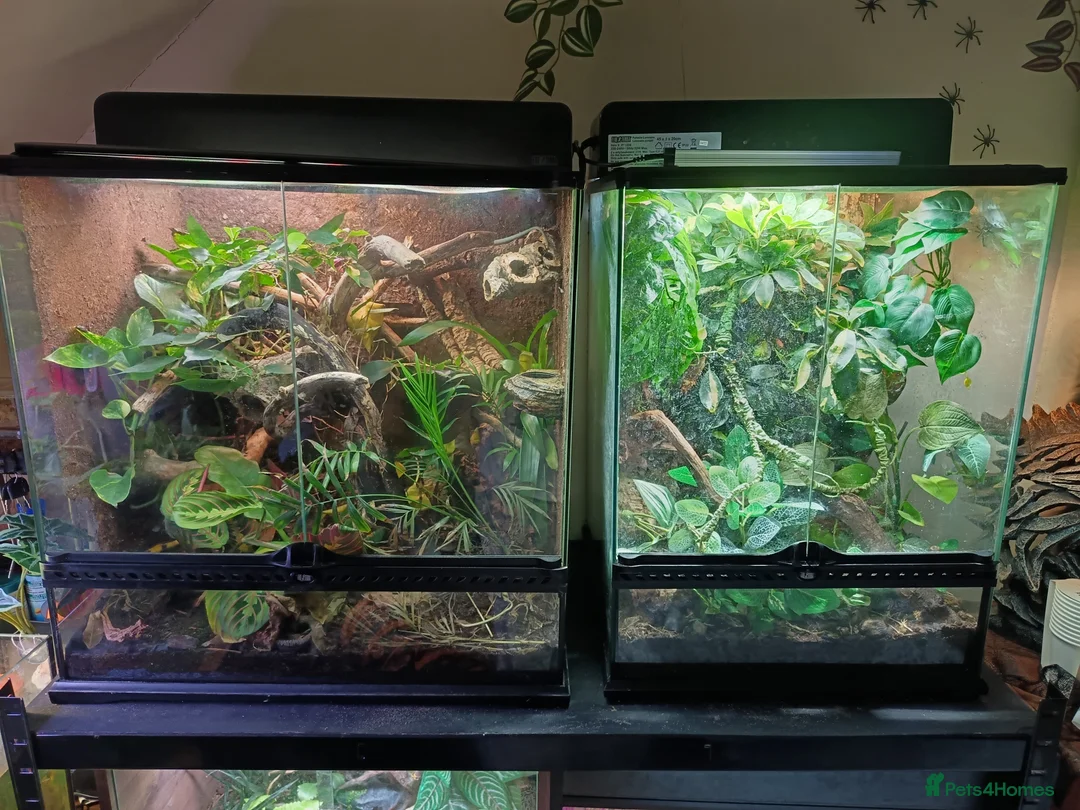 Lizard reptiles for sale: 2 Green Keel Bellied Lizards  - Advert 3