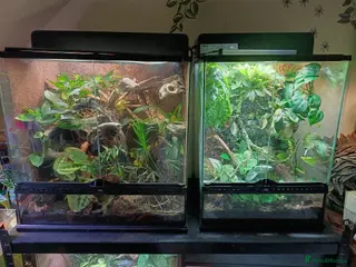 Lizard reptiles Green Keel Bellied Lizard, Leachie Gecko - Advert 11