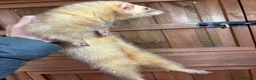 Ferret rodents for sale: Ferrets one male one female  in Helston - Advert 7