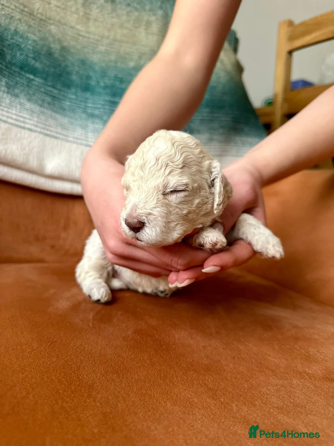 Lagotto Romagnolo dogs for sale: Lagotto Romagnolo Puppies  - Advert 2
