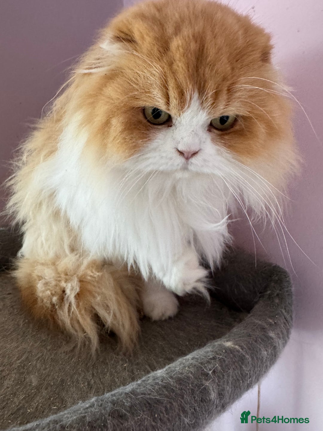 Scottish Fold cats for sale: Scottish fold adult cats  - Advert 13