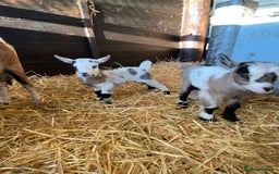 Goats livestock for sale: Beautiful Nanny Kid Pygmy Goats  - Image 2