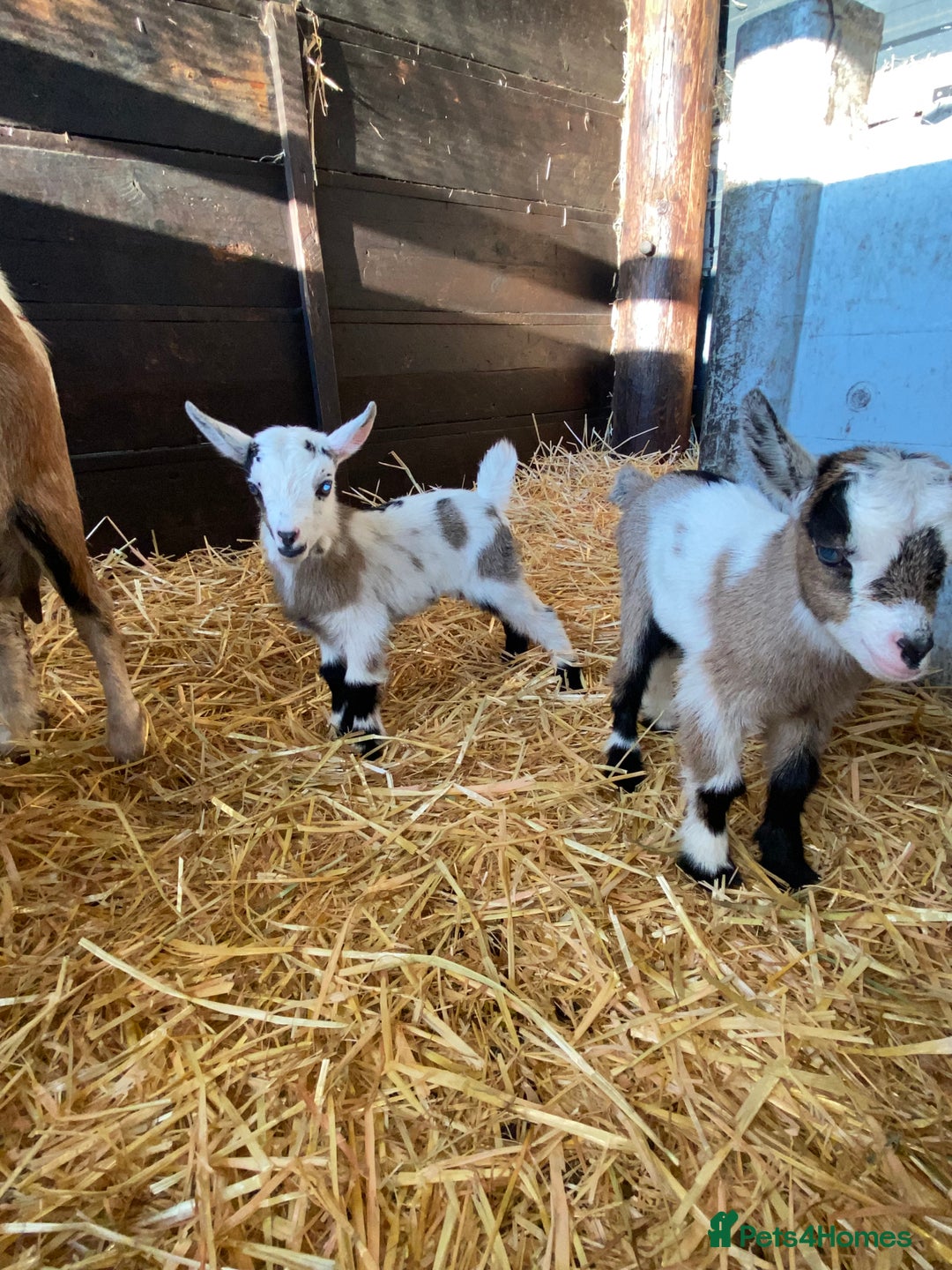 Goats livestock for sale: Beautiful Nanny Kid Pygmy Goats  - Image 2