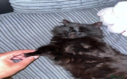 British Longhair cats for sale: Rono needs a new family - Image 4