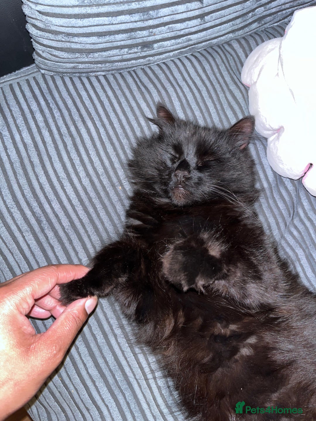 British Longhair cats for sale: Rono needs a new family - Image 4