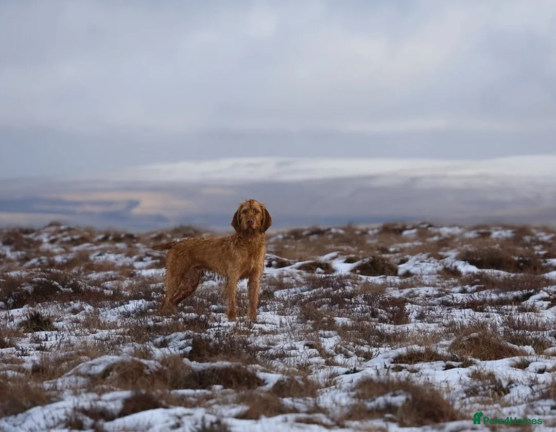 Hungarian Vizsla dogs for stud: Lovely, biddable and kind WIREHAIRED VISZLA STUD  in Durham - Advert 6