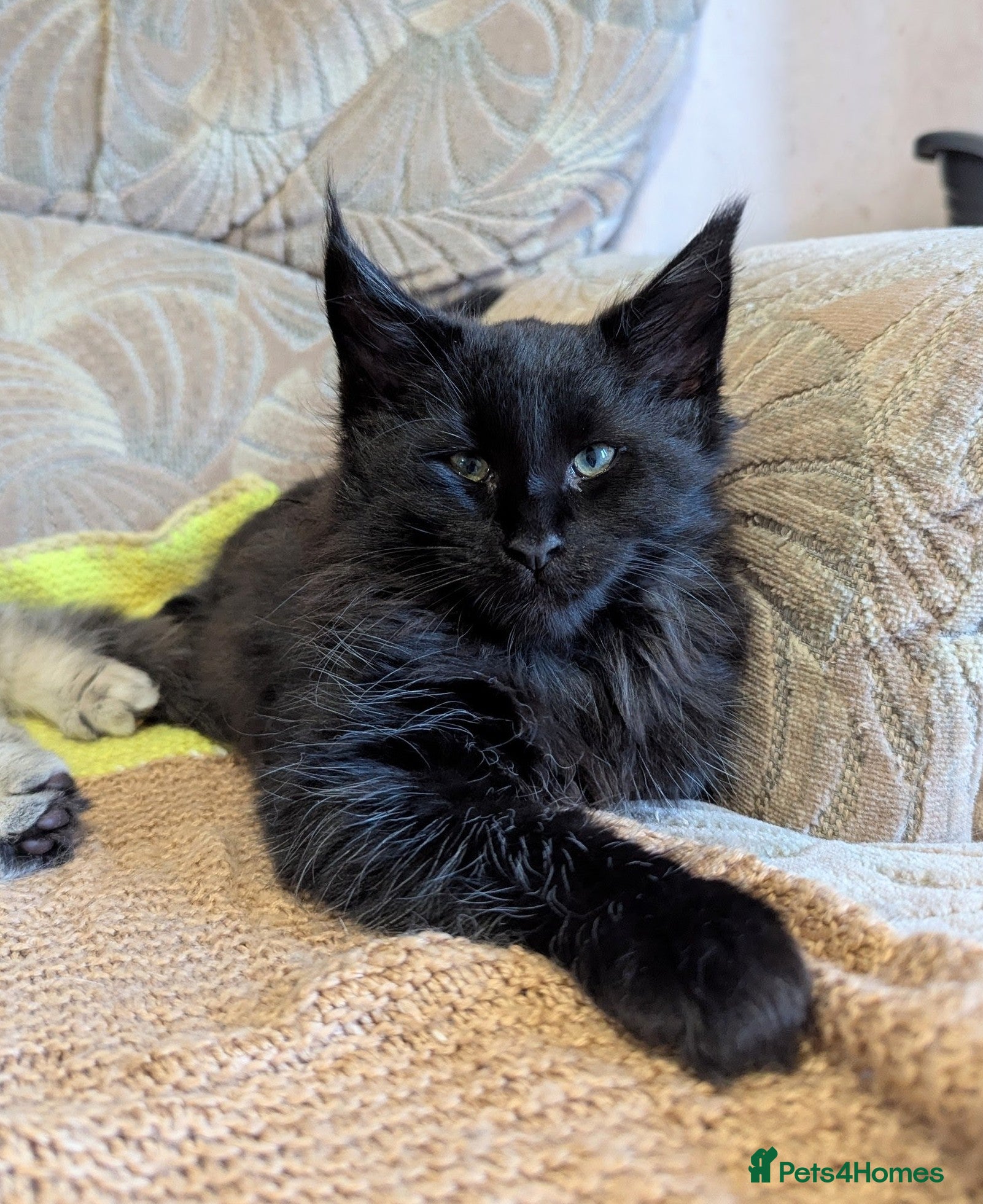 Maine Coon cats 🐾Pedigree Maine Coon Kittens – 1 Boy Available 🐾 - Advert 6