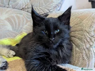 Maine Coon cats 🐾Pedigree Maine Coon Kittens – 1 Boy Available 🐾 - Advert 6