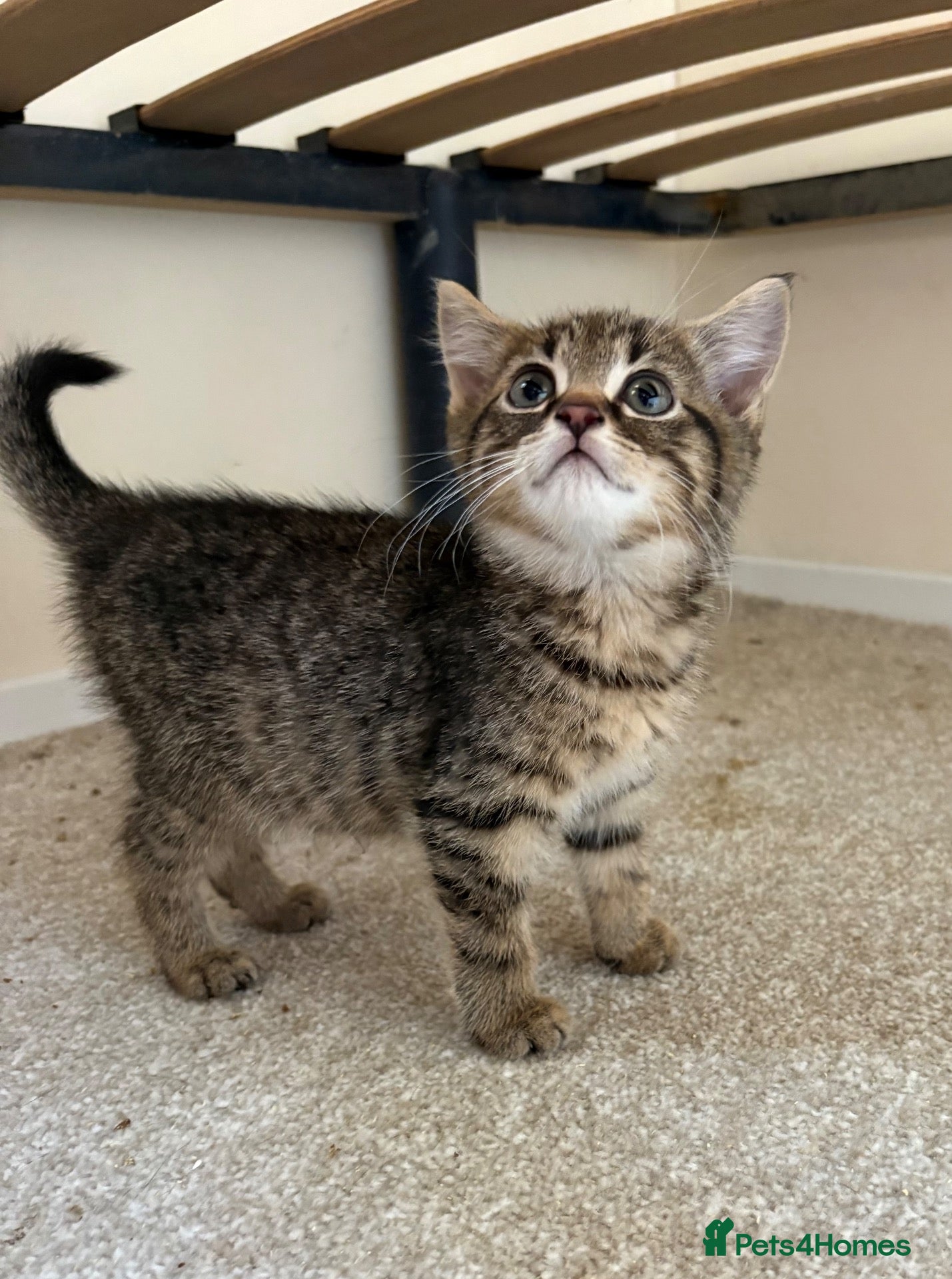 Mixed Breed cats 2 male tabby kittens urgently need new homes!! - Advert 1