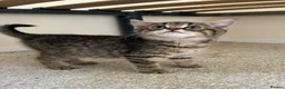 Mixed Breed cats for sale: 2 male tabby kittens urgently need new homes!! - Advert 1
