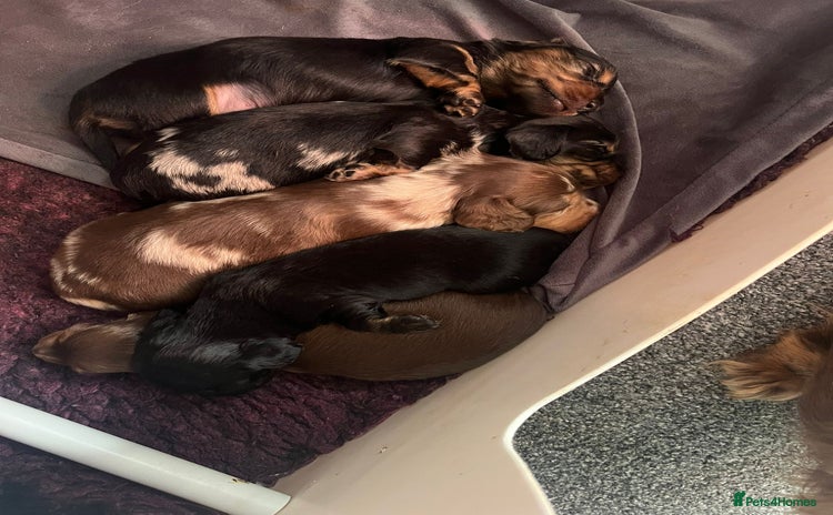 Miniature Dachshund dogs - Advert 13