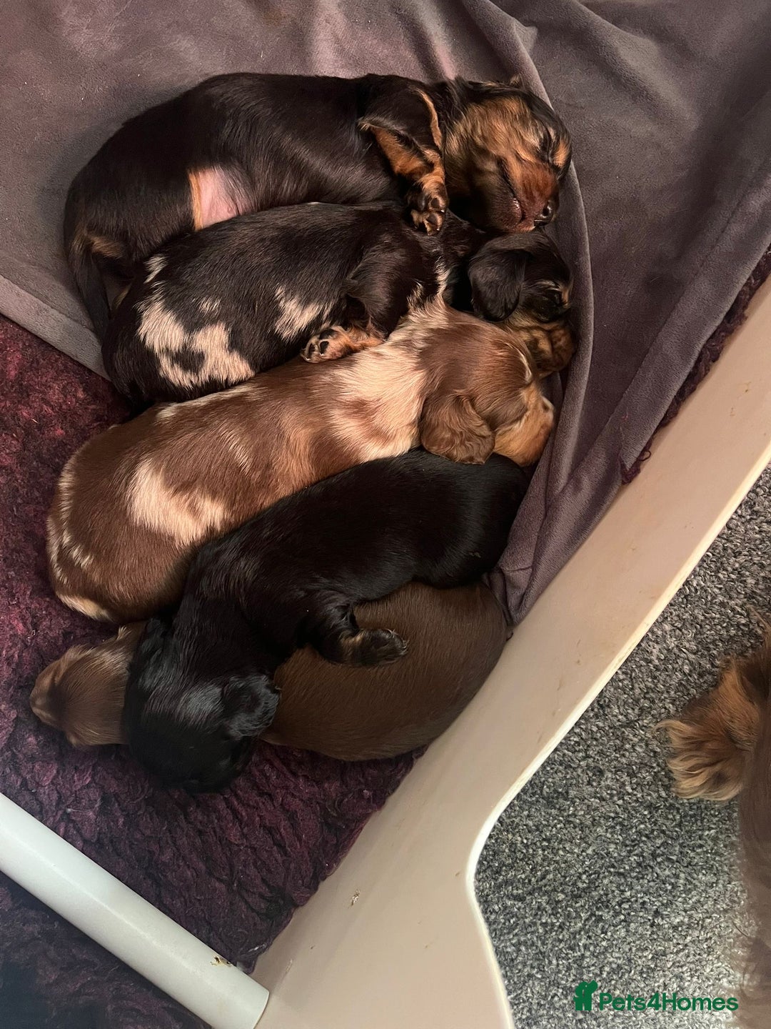 Miniature Dachshund dogs for sale: Beautiful KC silver dapple longhair miniature girl - Advert 6