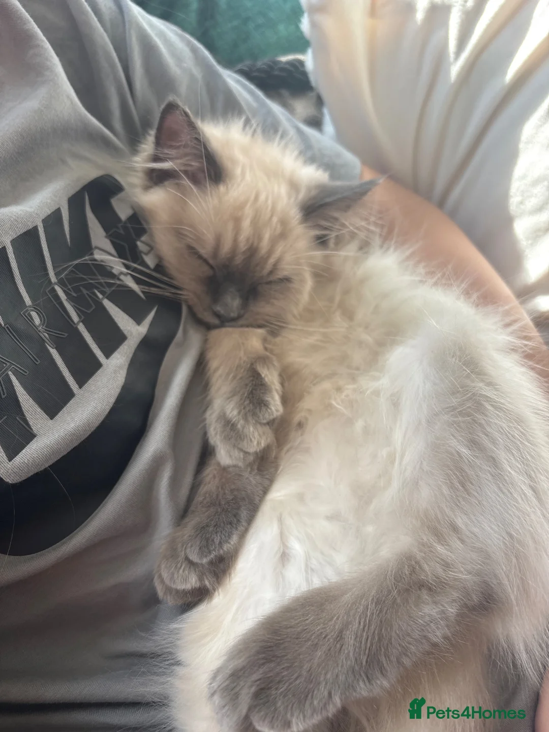Ragdoll cats for sale: Blue ragdolls mitted ragdolls  - Advert 2