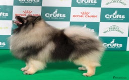 Keeshond dogs for sale: Stunning male Keeshond Puppy ready to go - Image 13