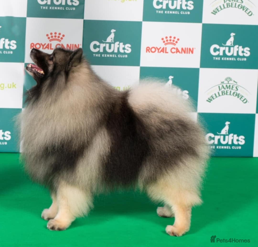 Keeshond dogs for sale: Stunning male Keeshond Puppy ready to go - Image 13