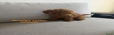 Toy Poodle 2