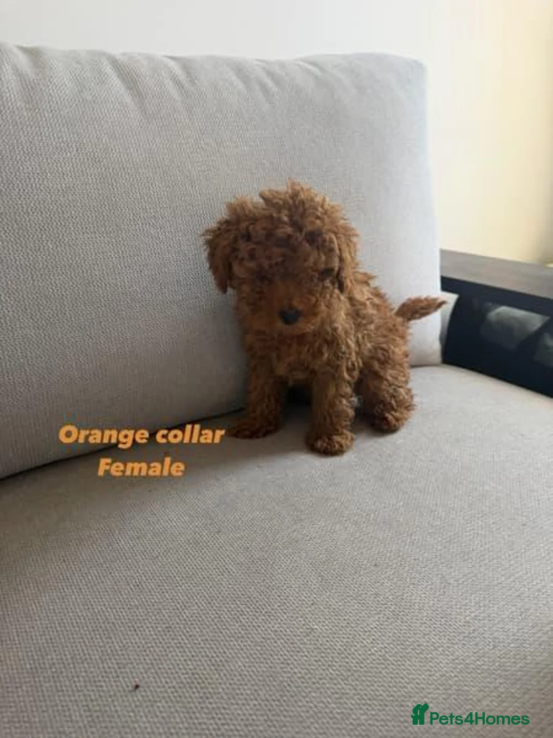 Toy Poodle dogs for sale: ALL energy poodle toy - Advert 10