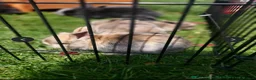 Mini Lion Lop rabbits for sale: 5 mini lion Lops ready to leave 23rd October - Advert 14