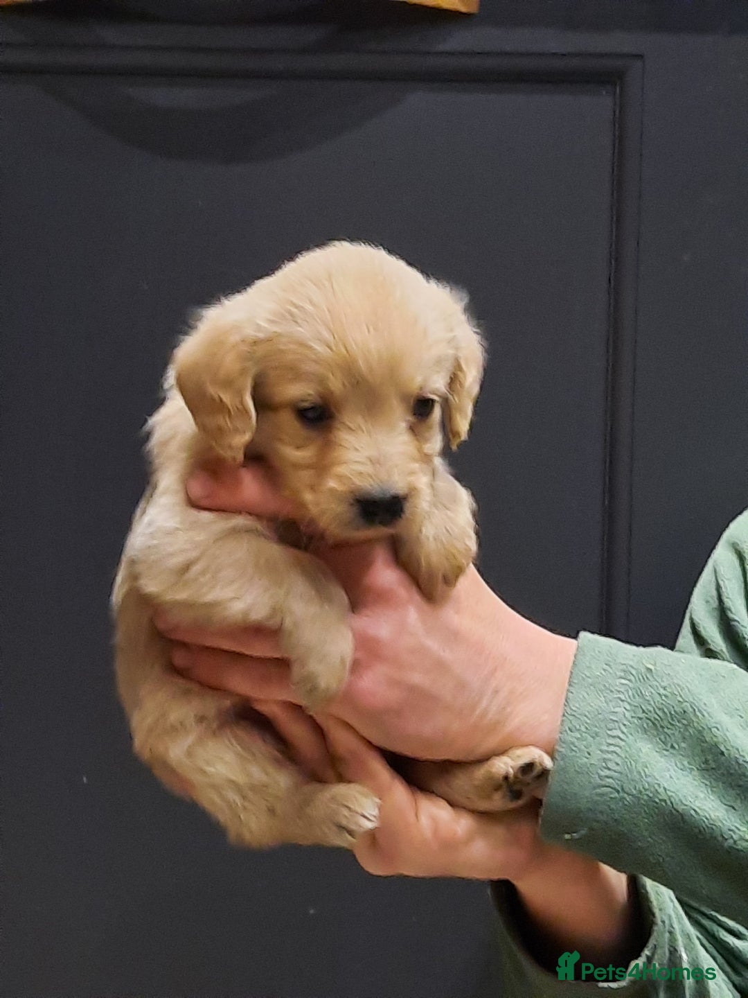 Labradoodle dogs for sale: Gorgeous Miniature Labradoodles - Advert 7