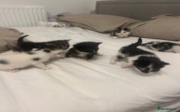 Mixed Breed cats for sale: Beautiful fluffy kittens - Image 4