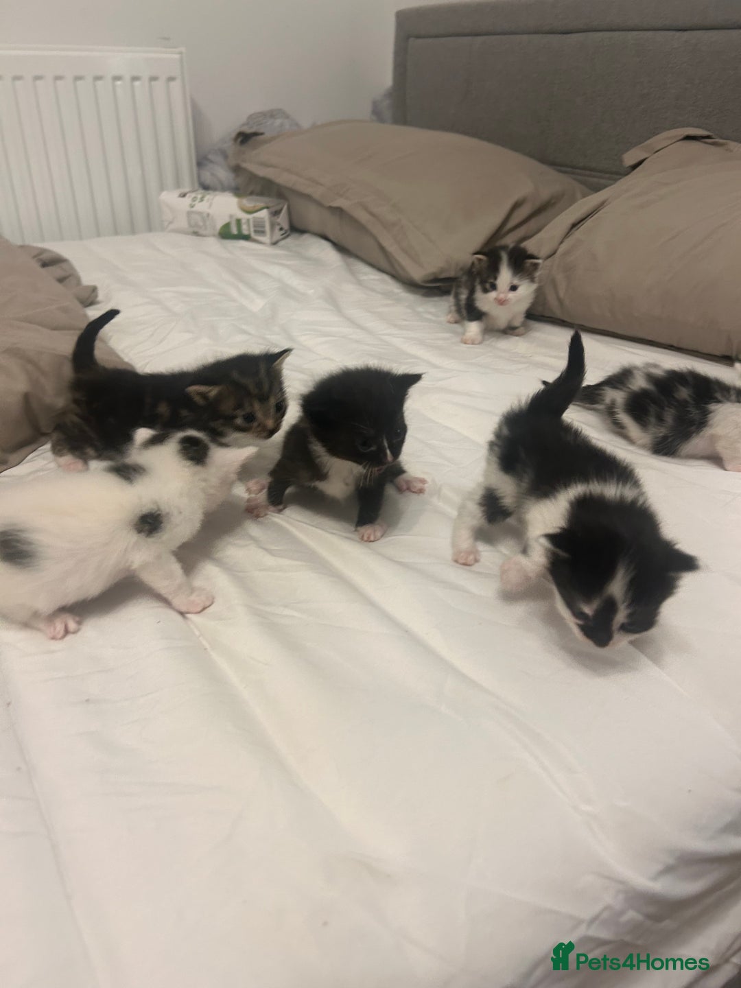 Mixed Breed cats for sale: Beautiful fluffy kittens - Image 4