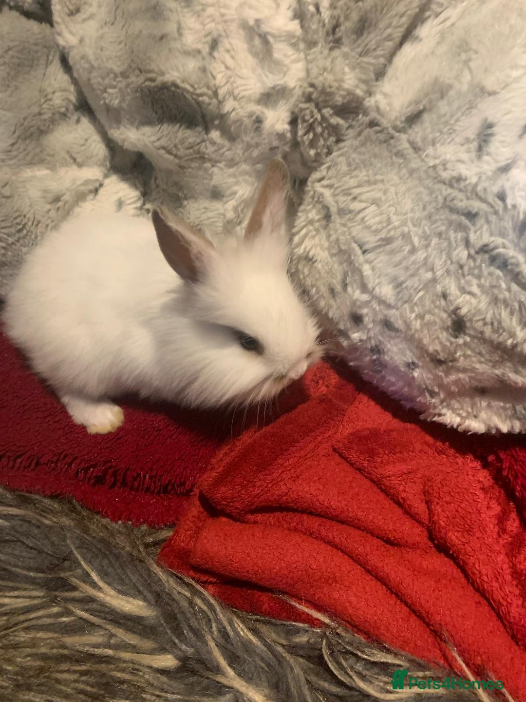 Dwarf Lop rabbits for sale: Dwraf Buinnes for Sale  - Advert 7