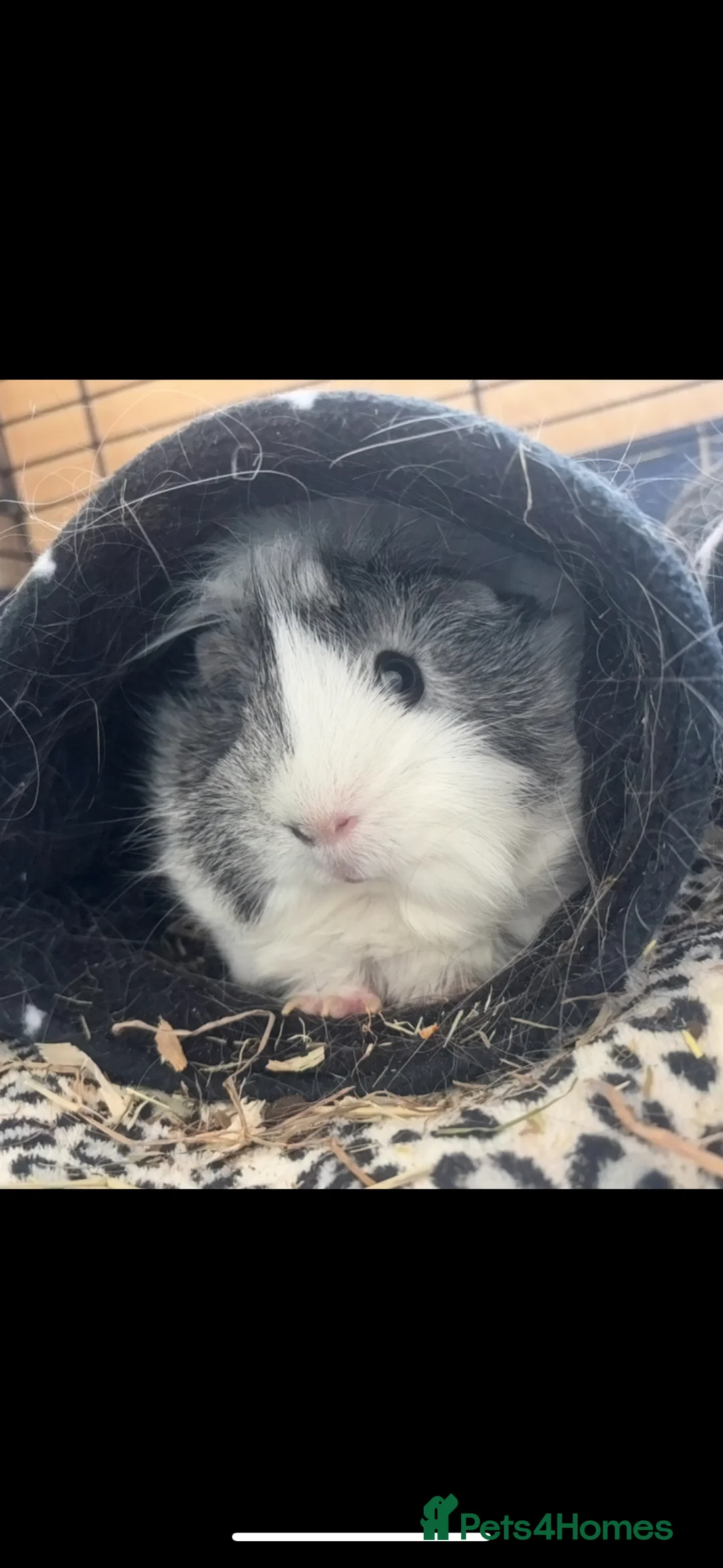 Guinea Pig rodents for sale: Two female guinea pigs  in Shrewsbury - Advert 2