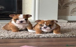 English Bulldog dogs for sale: English bulldog puppies  - Image 20