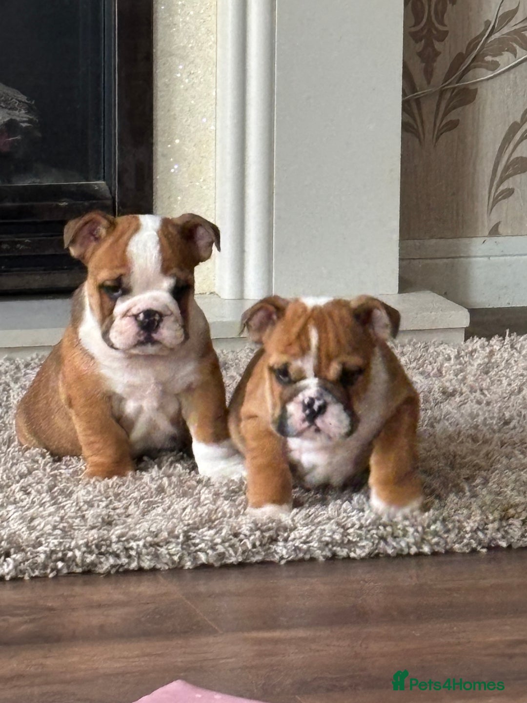 English Bulldog dogs for sale: English bulldog puppies  - Image 20