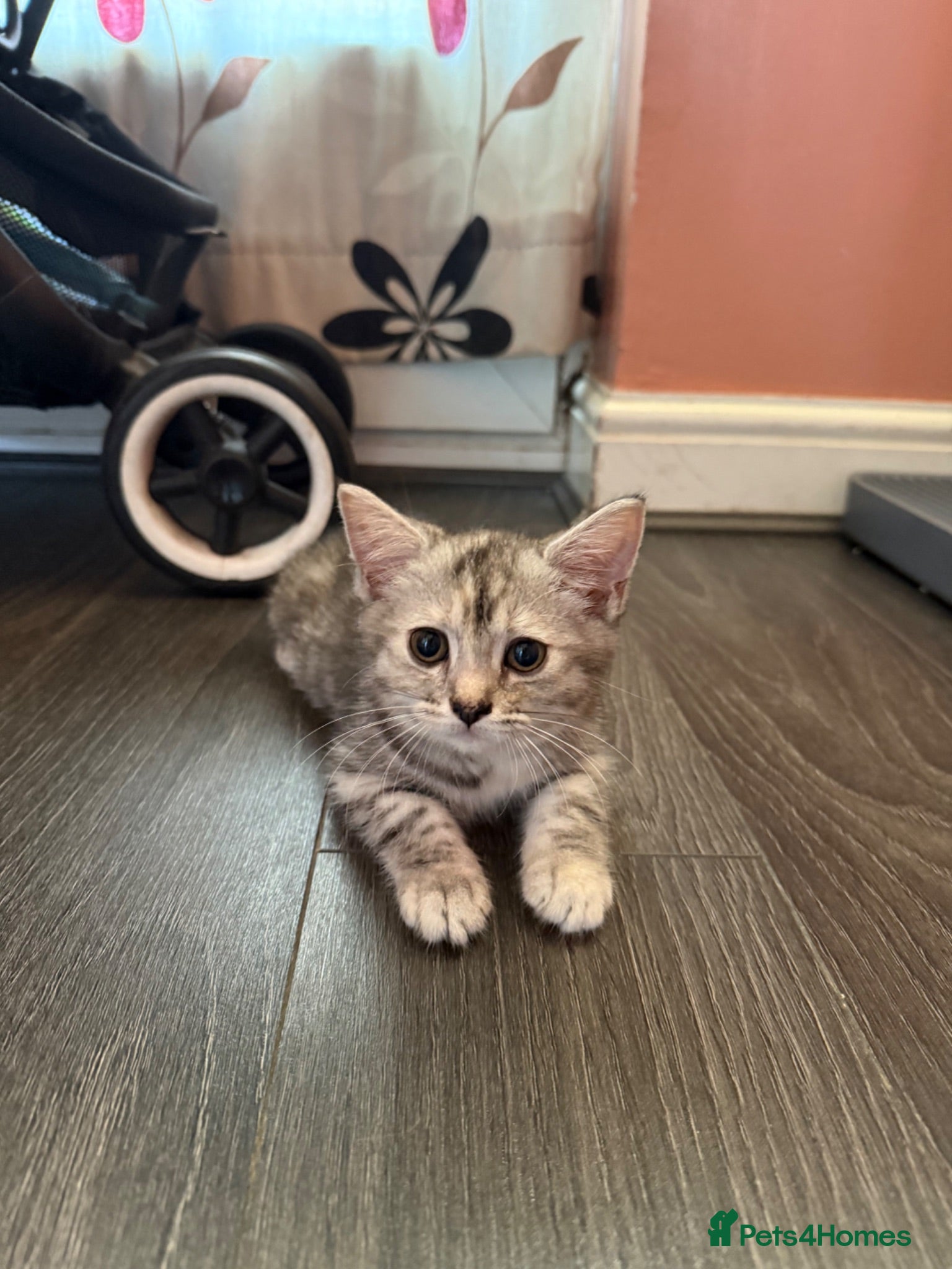Mixed Breed cats Silver tabby female kitten.  - Advert 2
