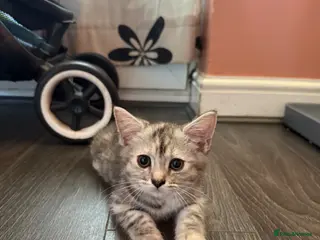 Mixed Breed cats Silver tabby female kitten. - Advert 1