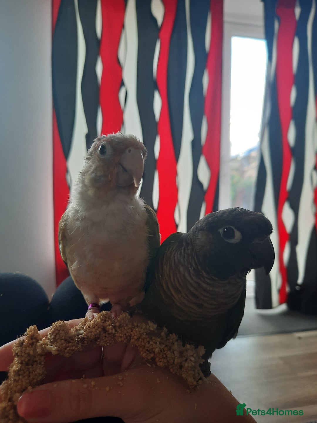 Conures birds for sale: Kiwi and Rico  - Image 5
